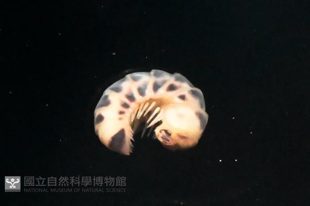 近條紋木球馬陸藏品圖，第4張