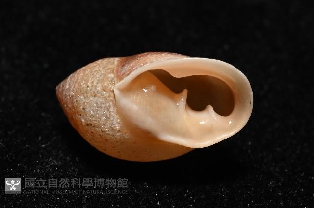 鼴耳螺藏品圖，第4張