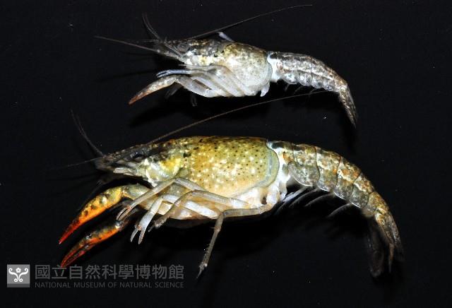 克氏原喇蛄藏品圖，第4張