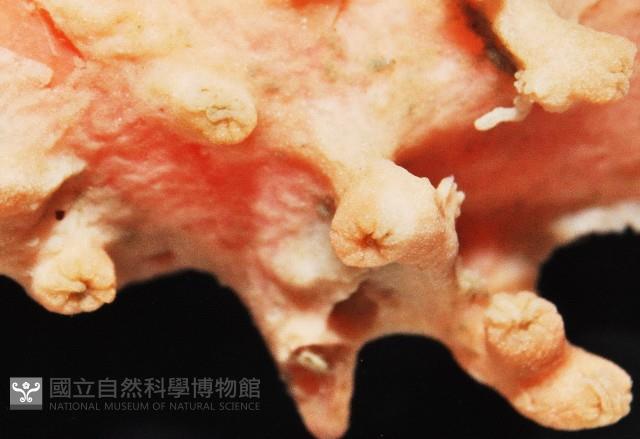 新種臺灣紅珊瑚藏品圖，第4張
