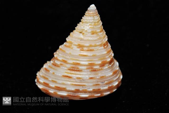 虛線鐘螺藏品圖，第4張