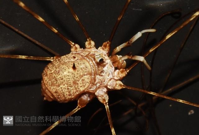 登錄號:007926-00001藏品圖，第4張