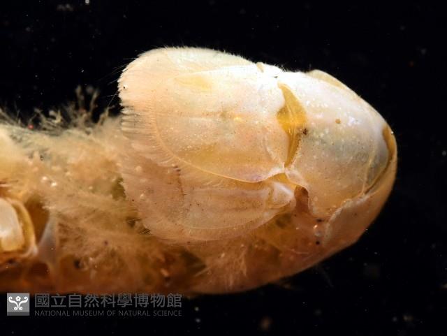 大指泥蝦藏品圖，第4張