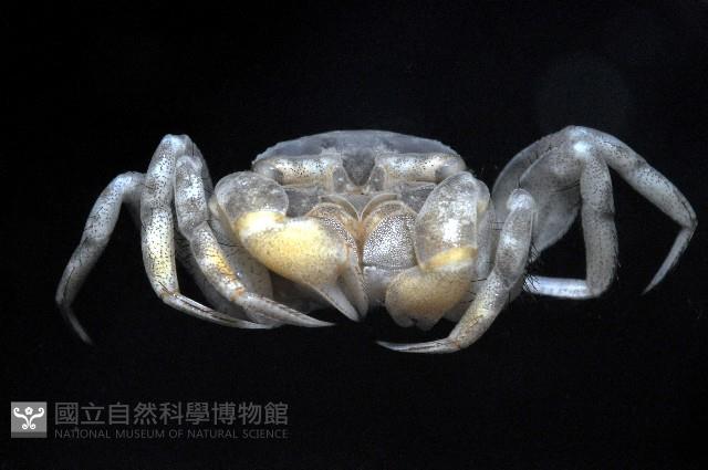 沈氏股窗蟹藏品圖，第4張