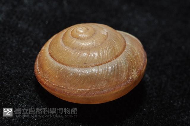 鱗高腰蝸牛(鱗菱蝸牛)藏品圖，第4張