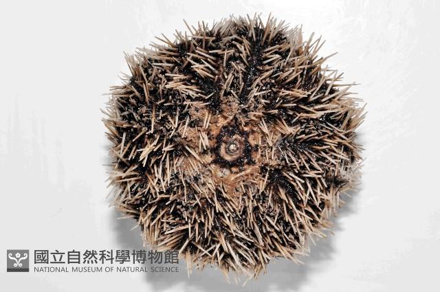 白棘三列海膽藏品圖，第4張