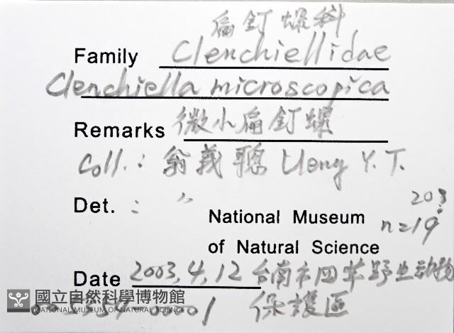 微小扁釘螺藏品圖，第4張