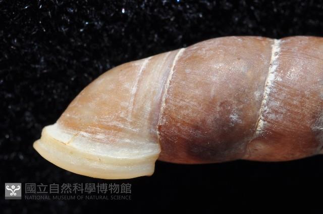 寬敏煙管蝸牛藏品圖，第4張