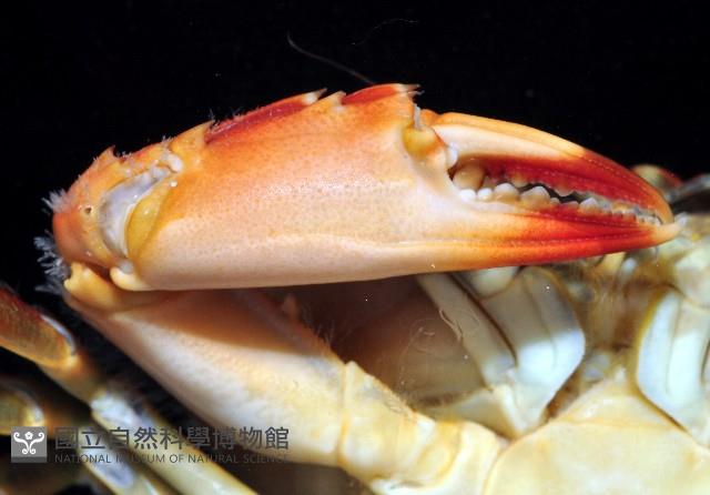 鈍齒短槳蟹藏品圖，第4張