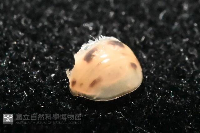 金色木球馬陸藏品圖，第4張