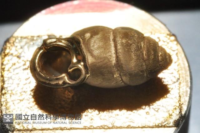 梅山豆蝸牛藏品圖，第4張