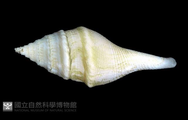 矛形捲管螺藏品圖，第4張