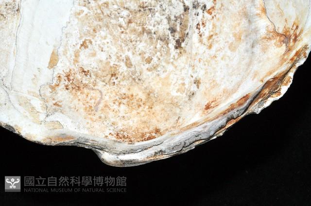 新種巨齒滿月蛤藏品圖，第4張