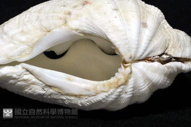 長硨磲蛤藏品圖，第4張