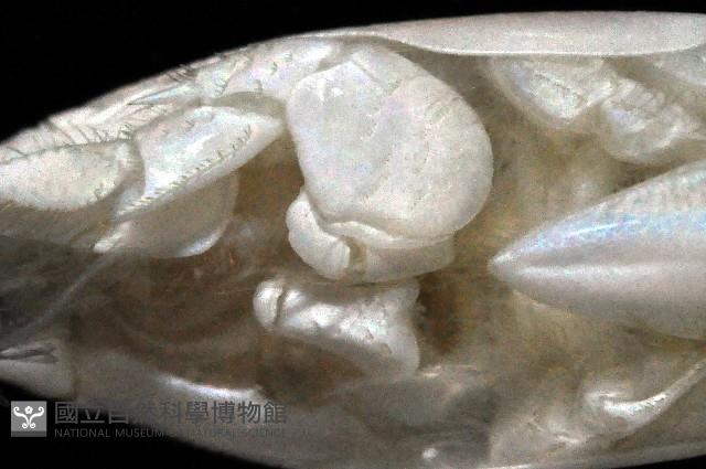 臺灣鼴鼠蟹藏品圖，第4張