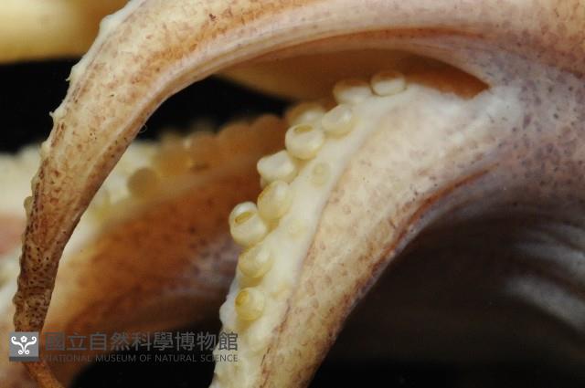 燕尾烏賊藏品圖，第4張