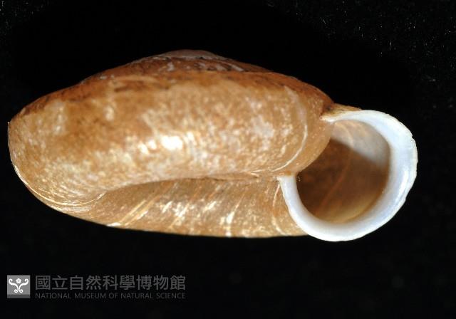 皺大臍蝸牛藏品圖，第4張