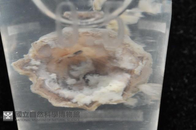 威廉小藤壺藏品圖，第4張