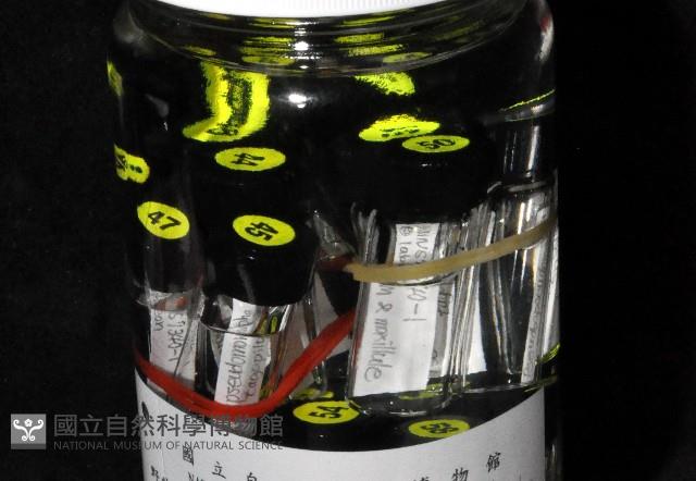 毛觸鬚偽近鞭尾蟲藏品圖，第4張