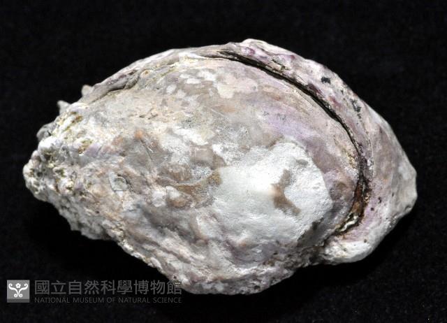 紫緣偏口蛤藏品圖，第4張