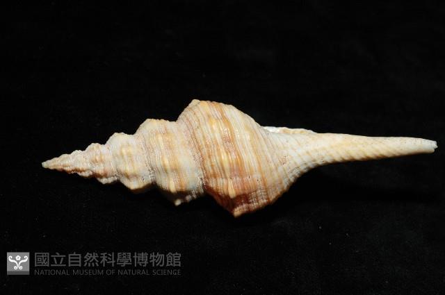 登錄號:005110-00001藏品圖，第4張