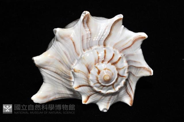 左旋角香螺藏品圖，第4張