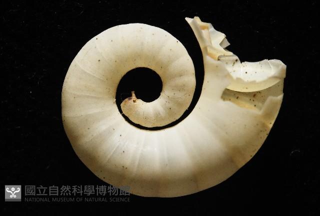 卷殼烏賊(旋殼烏賊)藏品圖，第4張