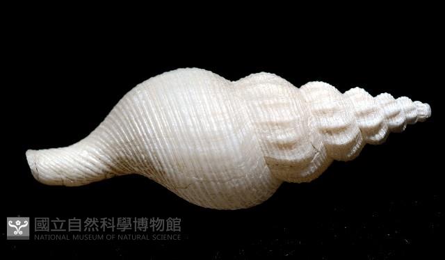 登錄號:005070-00001藏品圖，第4張