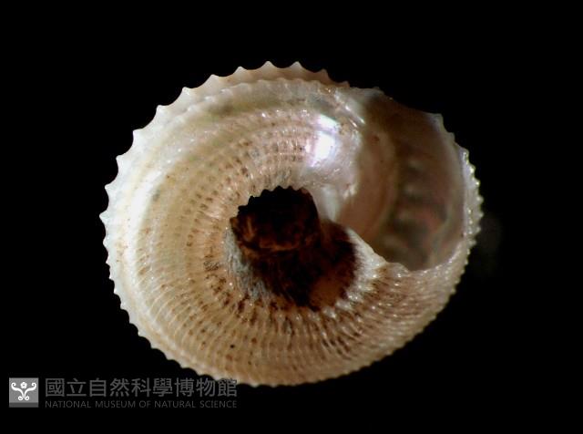 階梯白鐘螺藏品圖，第4張