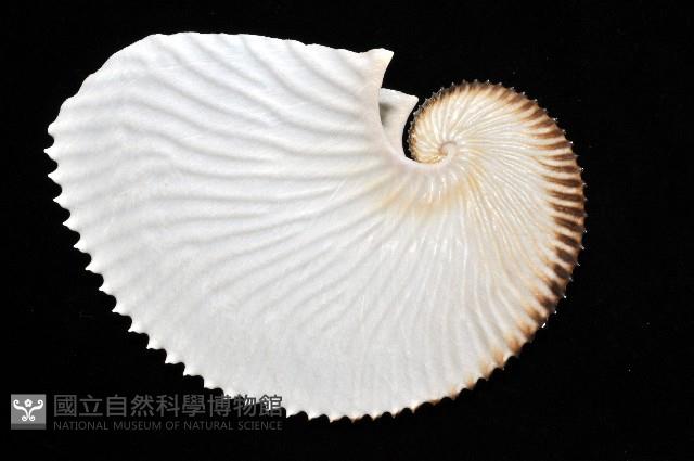 扁船蛸藏品圖，第4張