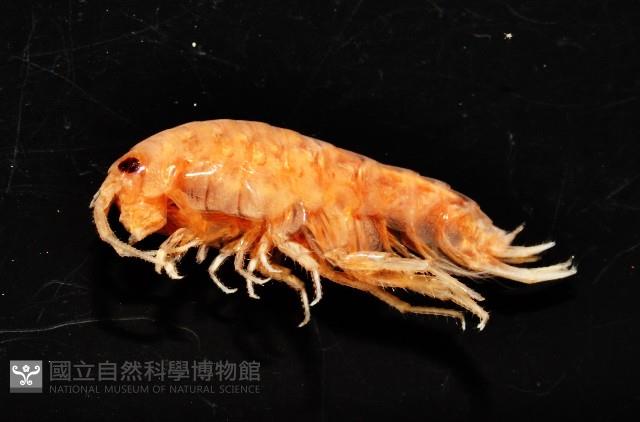 陸生端腳類藏品圖，第4張