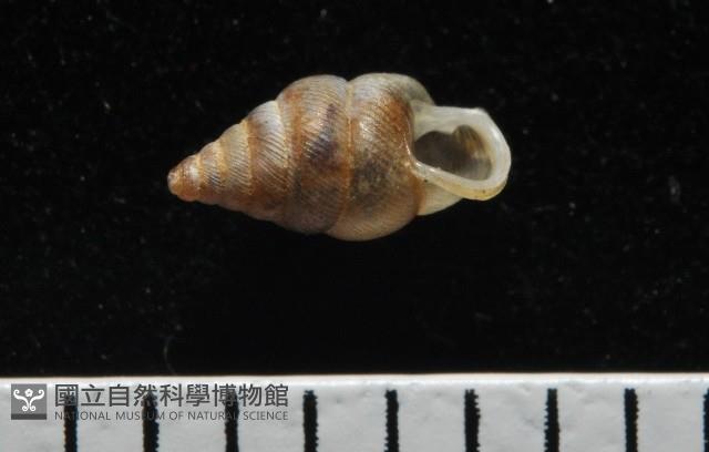 左旋扁芝麻蝸牛藏品圖，第4張