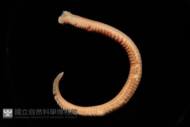 和美闊沙蠶藏品圖，第4張