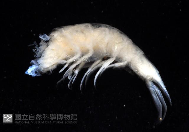 西表島新米蝦藏品圖，第4張