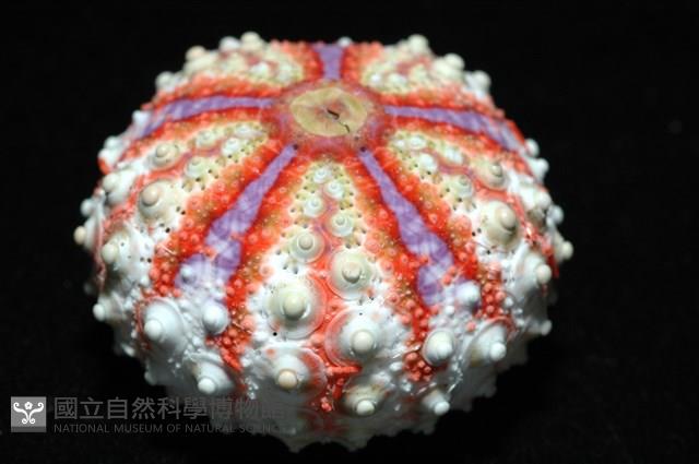 浪腔海膽(波紋腔海膽)藏品圖，第4張