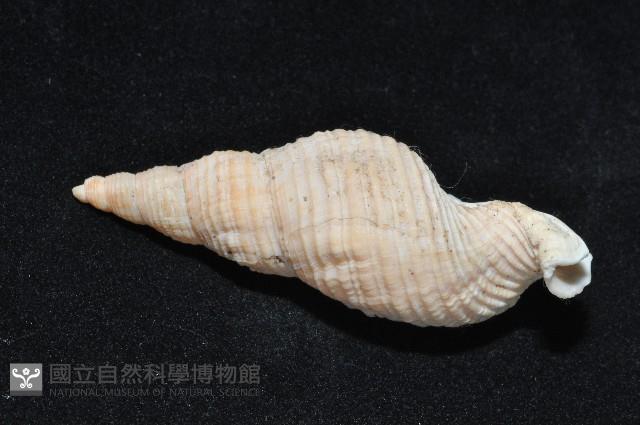 黑野峨螺藏品圖，第4張