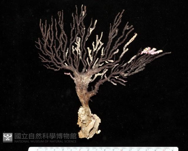 紅扇珊瑚藏品圖，第4張