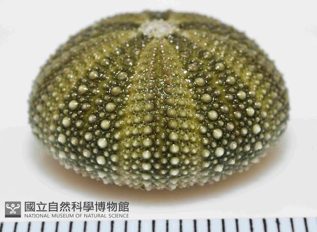 馬糞海膽藏品圖，第4張