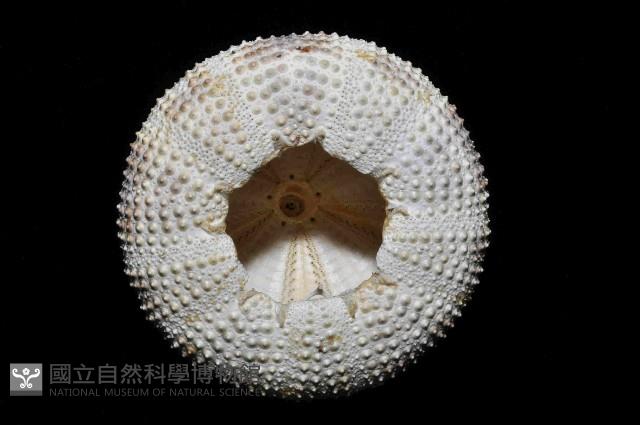斑蘑海膽藏品圖，第4張