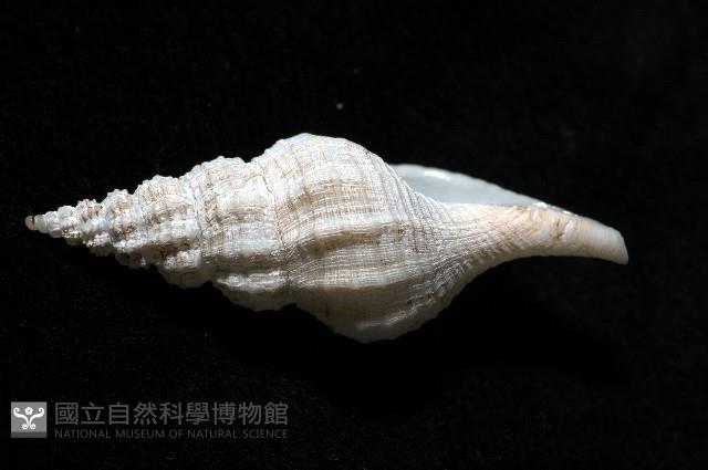登錄號:005111-00001藏品圖，第4張