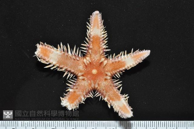 多棘槭海星藏品圖，第4張