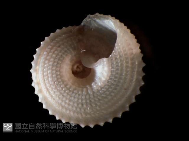 星形白鐘螺藏品圖，第4張