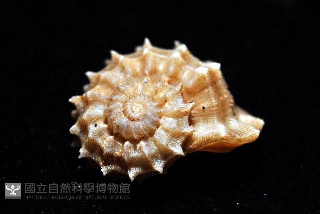 桂冠花冠螺藏品圖，第4張