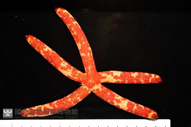 厚革滑皮海星藏品圖，第4張