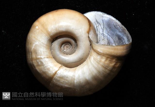 登錄號:006501-00001藏品圖，第4張