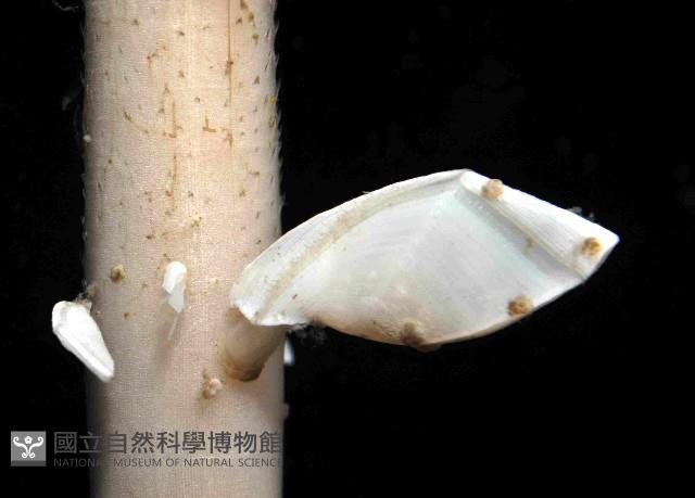 平滑大茗荷藏品圖，第4張