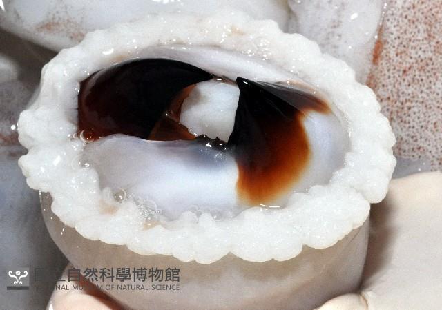 大王魷魚藏品圖，第4張