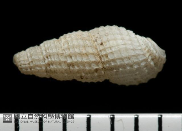 東港麂眼螺藏品圖，第4張
