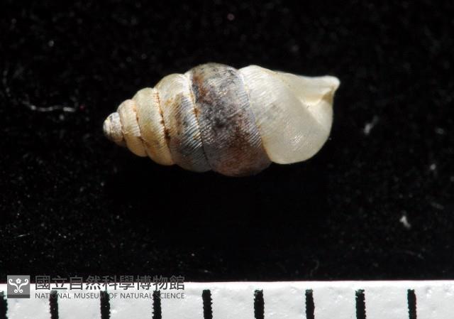 似高山芝麻蝸牛藏品圖，第4張