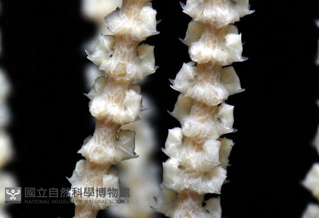 深海原軟珊瑚之一種藏品圖，第4張